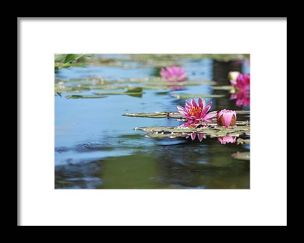Lily Pond Framed Print featuring the photograph On the Pond by Amee Cave