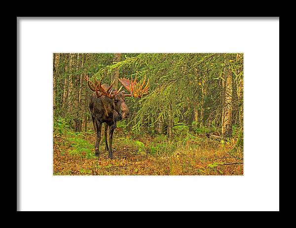Adult Framed Print featuring the photograph On the Prowl Abstract by Tim Grams