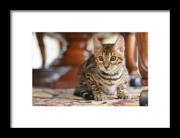 Kittens Framed Print featuring the photograph On the Prowl by Craig Incardone