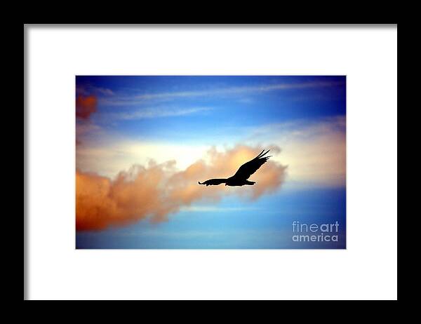Vulture Framed Print featuring the photograph On the Prowl by Dani McEvoy
