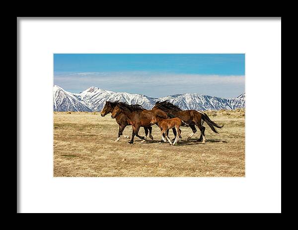  Framed Print featuring the photograph On the run by John T Humphrey