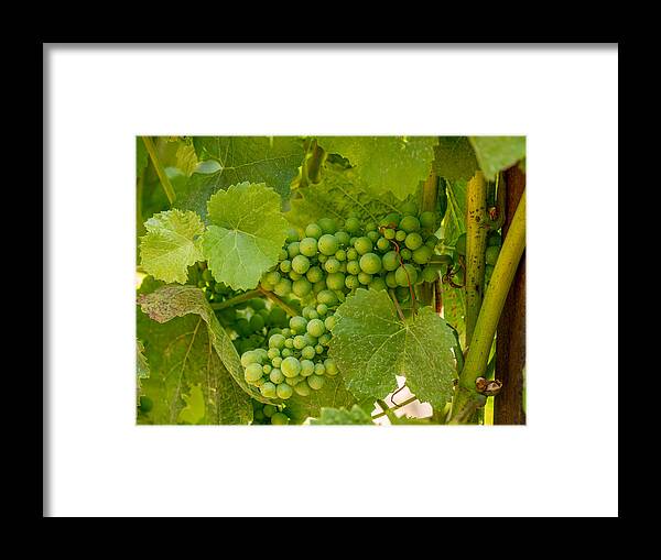 Grapes Framed Print featuring the photograph On the Vine by Derek Dean