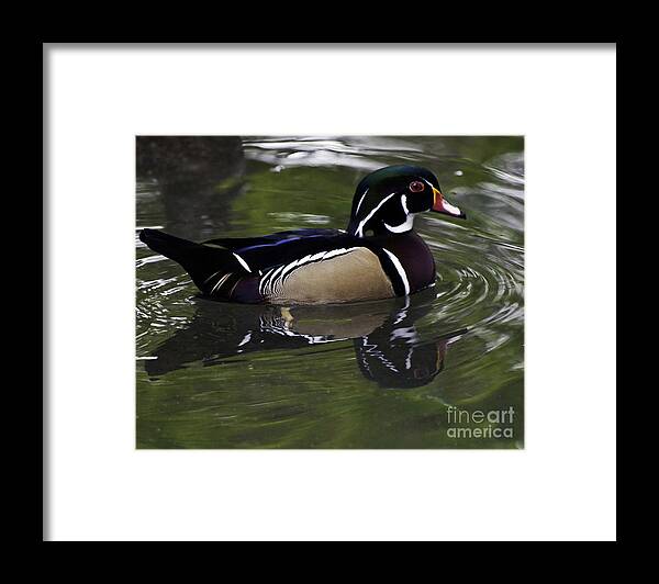 Bird Framed Print featuring the photograph On the Water Wood Duck by Ken Frischkorn