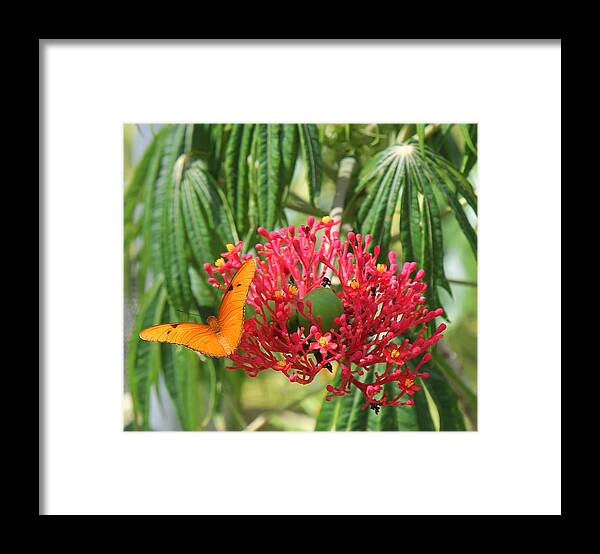 Flower Framed Print featuring the photograph On the Wings of Butterflies by Sean Allen