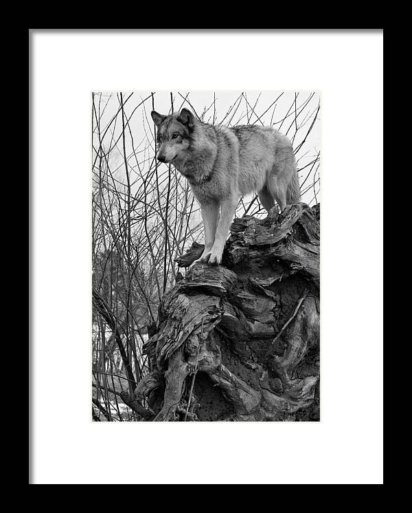 Black White Wolf Wolves Animal Wildlife Mammal Photography Photograph Canis Lupis Grey Timberwolf Framed Print featuring the photograph On Top by Shari Jardina