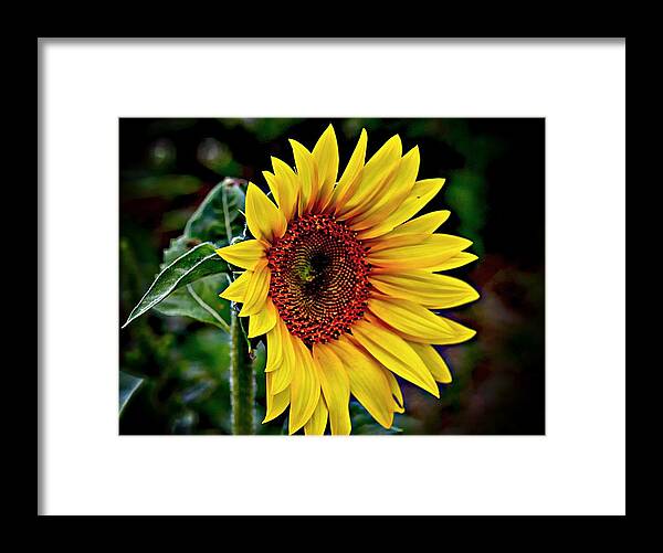 Yellow Sunflower Framed Print featuring the photograph One Big Sunflower by Karen McKenzie McAdoo
