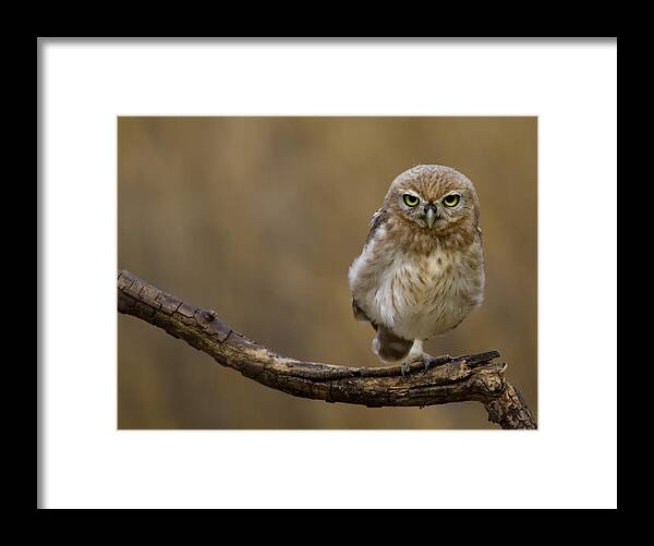 Owl Framed Print featuring the photograph One Foot by Amnon Eichelberg