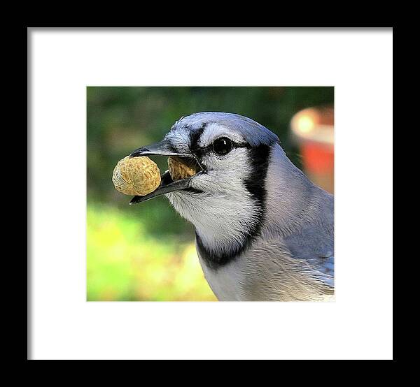 Blue Jay Framed Print featuring the photograph One for the Road by Linda Stern