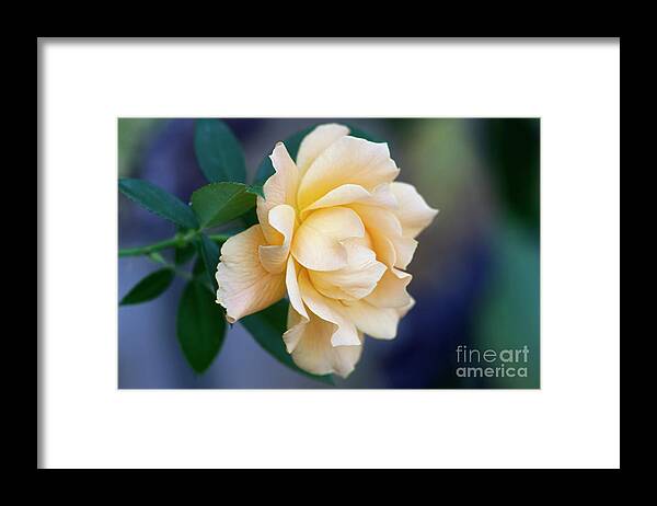 Rose Framed Print featuring the photograph One Last Rose by Joan Bertucci