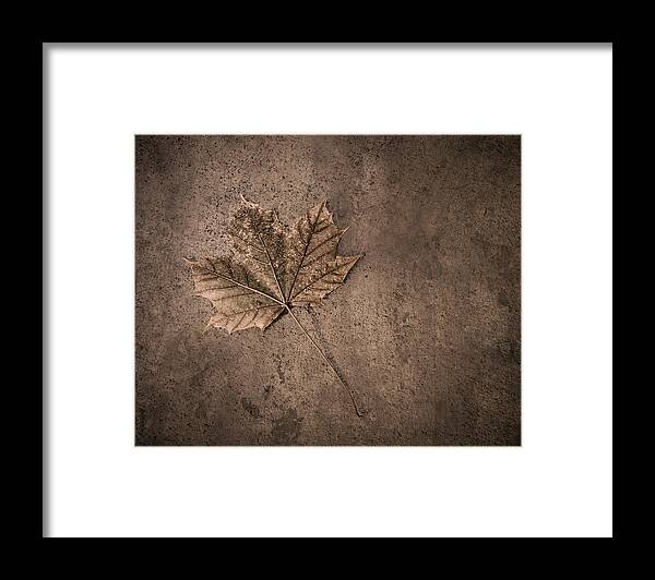 Scott Norris Photography Framed Print featuring the photograph One Leaf December 1st by Scott Norris