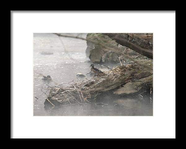 Animal Framed Print featuring the photograph One Little Ducky by Paul Ross