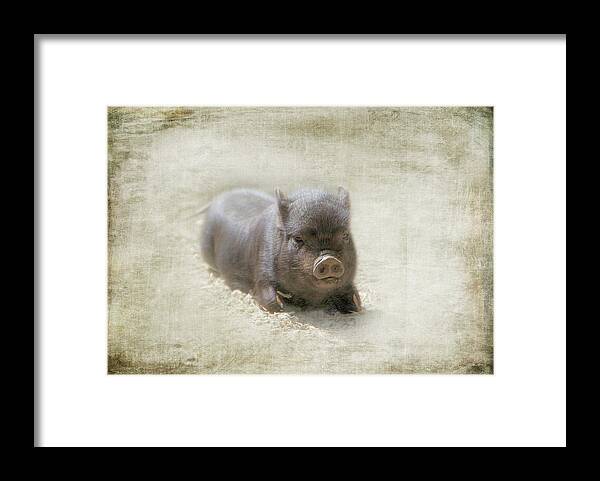 Pig Framed Print featuring the photograph One Little Piggy by Marilyn Wilson