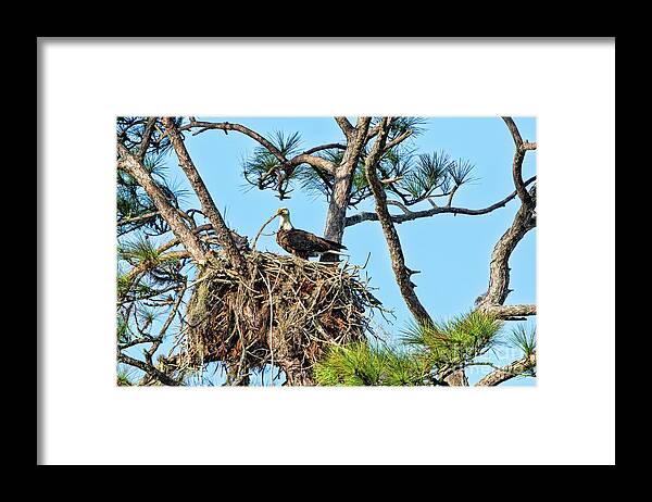 Eagle Framed Print featuring the photograph One More Twig by Deborah Benoit