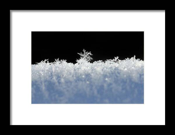 Snow Framed Print featuring the photograph One of a Kind by Penny Meyers