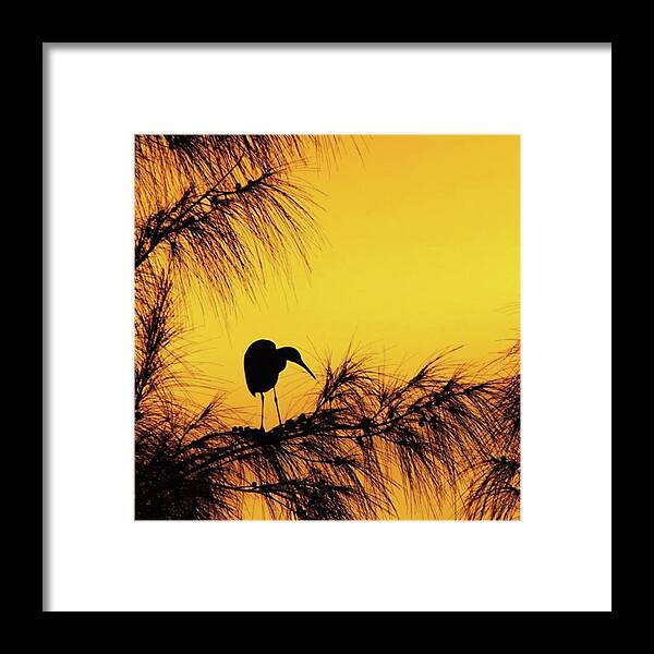 Egret Framed Print featuring the photograph One Of A Series Taken At Mahoe Bay by John Edwards