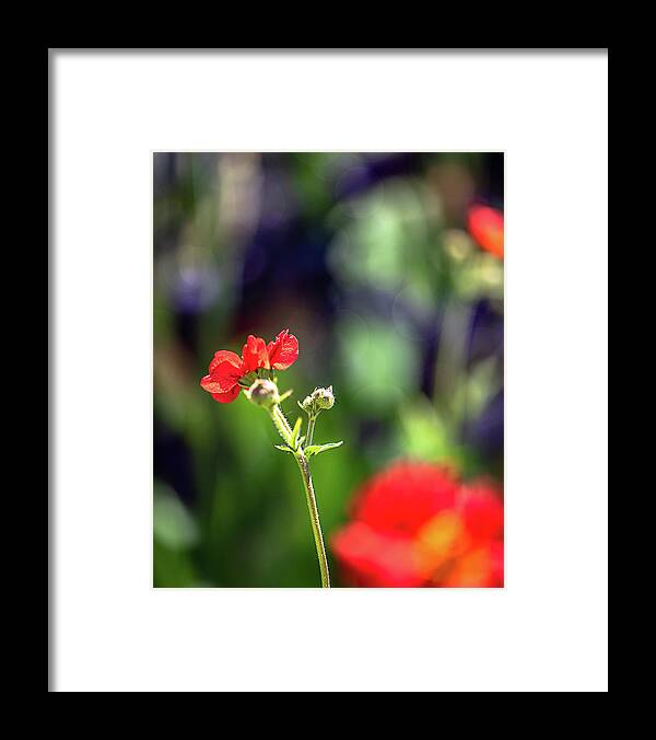 Flower Framed Print featuring the photograph One of Many or One of a Kind by Jennifer Grossnickle
