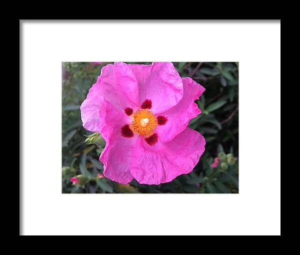  Framed Print featuring the photograph One Perfect Pink by Dottie Visker