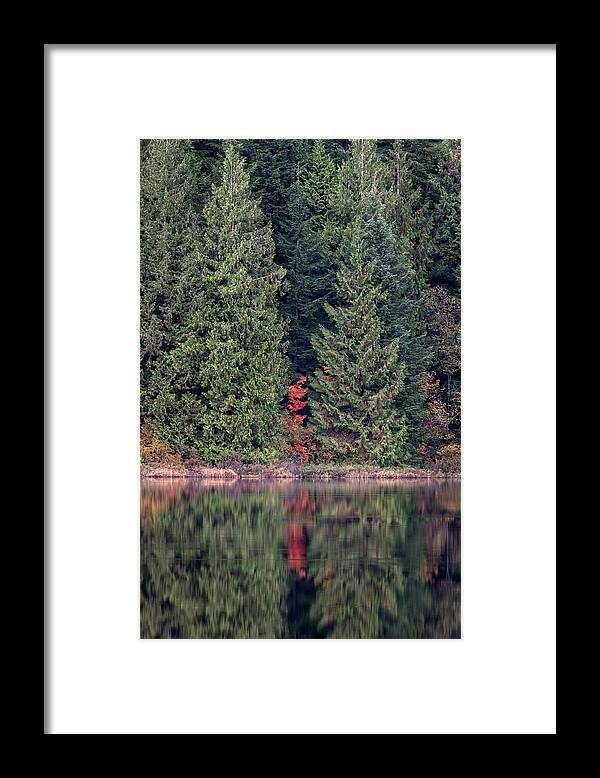 Autumn Framed Print featuring the photograph One Red Vine Maple by Michael Russell