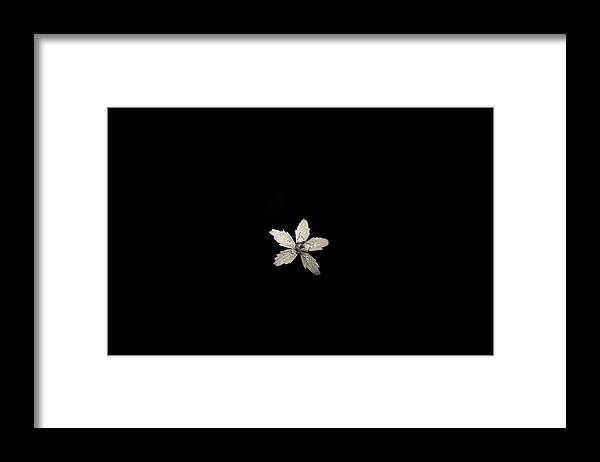 Flower Framed Print featuring the photograph one by Shane Holsclaw