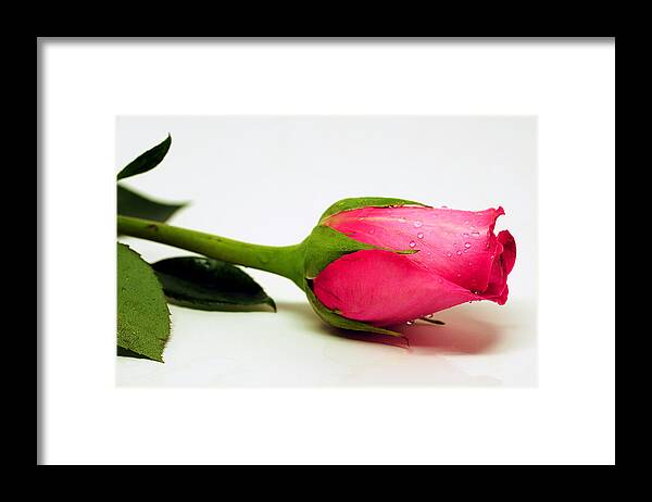 Macro Of Flowers Framed Print featuring the photograph One single Rose by Laura Mountainspring