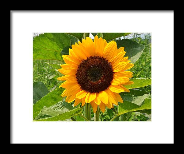 Flower Framed Print featuring the photograph One Sunflower by Diane Lent