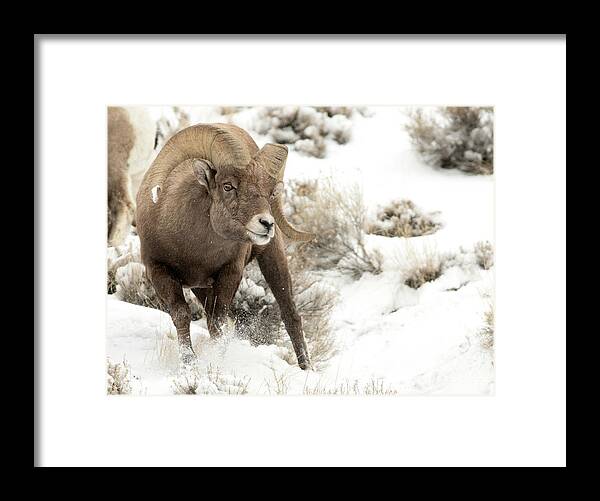 Big Horn Ram Framed Print featuring the photograph One Tough Guy by Deby Dixon