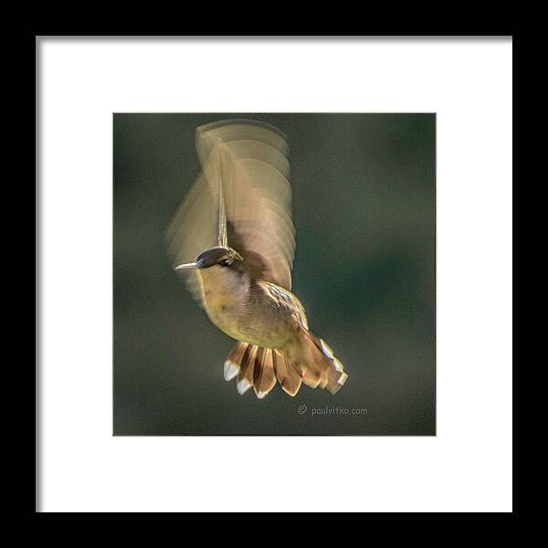 Hummingbird Framed Print featuring the photograph One_wing by Paul Vitko