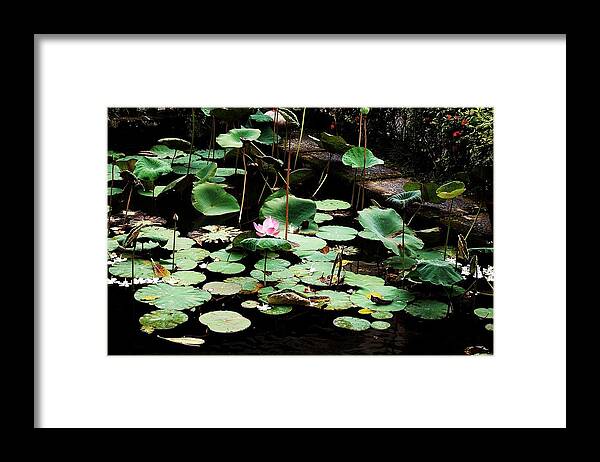 Lotus Framed Print featuring the photograph One by HweeYen Ong