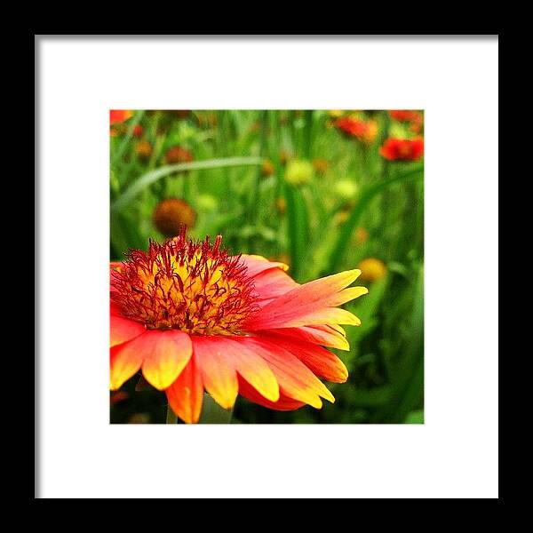Flower Framed Print featuring the photograph Only One by Jorge Ramirez