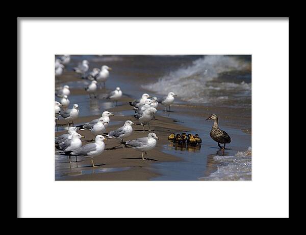 Ducks Framed Print featuring the photograph Ducklings in Trouble - Oops not into diversity by John Harmon