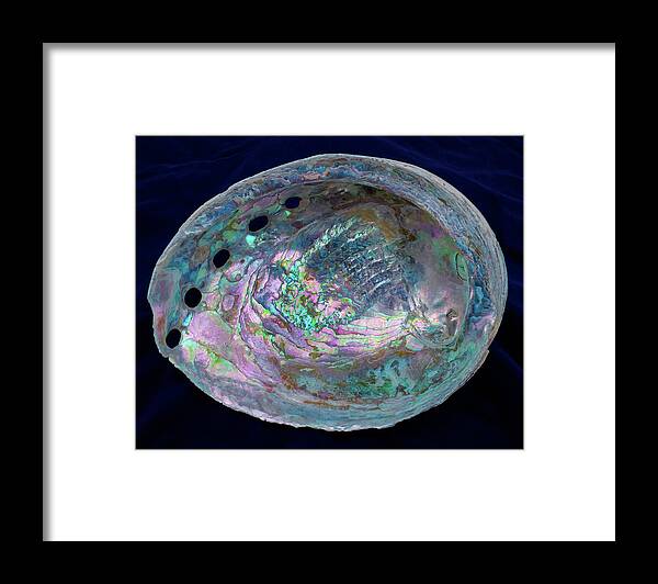 Abalone Framed Print featuring the photograph Opalescent Abalone Seashell on Blue Velvet by Kathy Anselmo