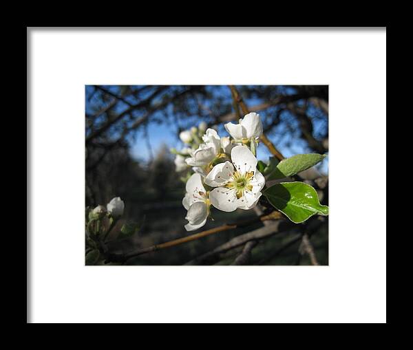  Framed Print featuring the photograph Open for Beesness by Ron Monsour