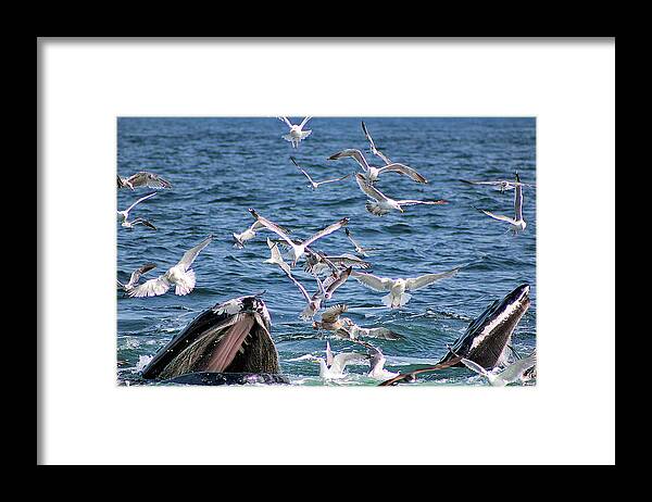 Open Mouth Feeding Framed Print featuring the photograph Open Mouth Feeding by Linda Sannuti
