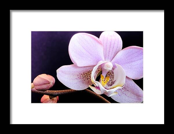 Flowers Framed Print featuring the photograph Open Orchid by Wendy Carrington
