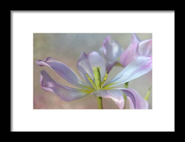 Beautiful Framed Print featuring the photograph Open Tulip by Ann Bridges