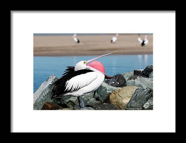 Pelicans Framed Print featuring the digital art Open wide 61063 by Kevin Chippindall