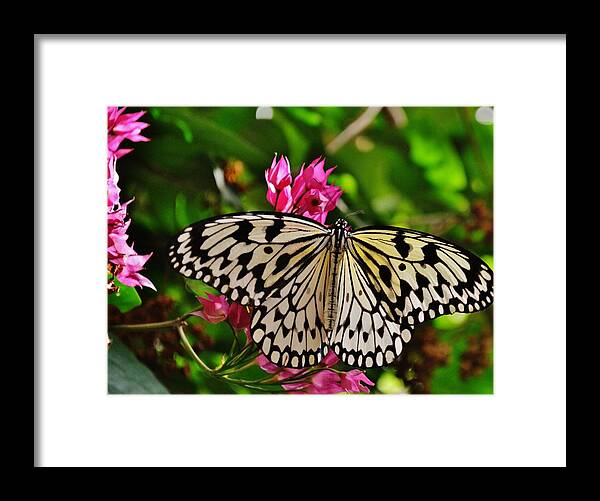 Butterfly Framed Print featuring the photograph Open Wings by Eileen Brymer