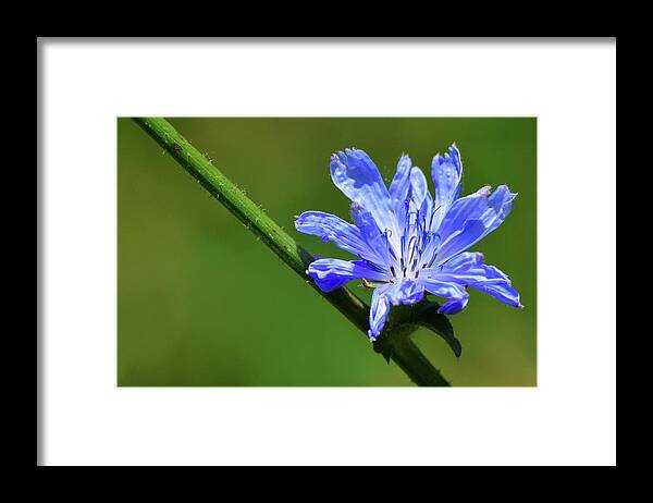 Abstract Framed Print featuring the photograph Opening Blue Chicory Two by Lyle Crump