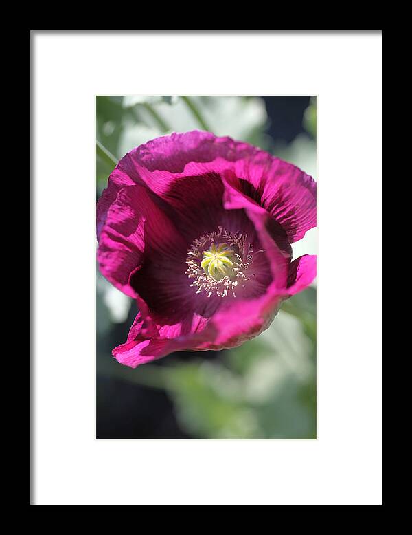 Poppy Framed Print featuring the photograph Opium Poppy by Tammy Pool
