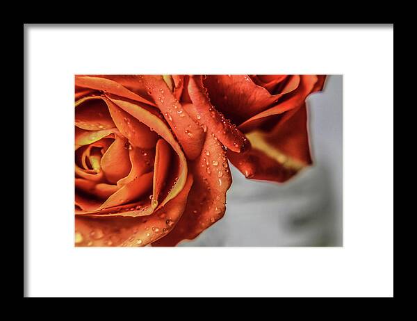  Framed Print featuring the photograph Orange by Amanda Armstrong