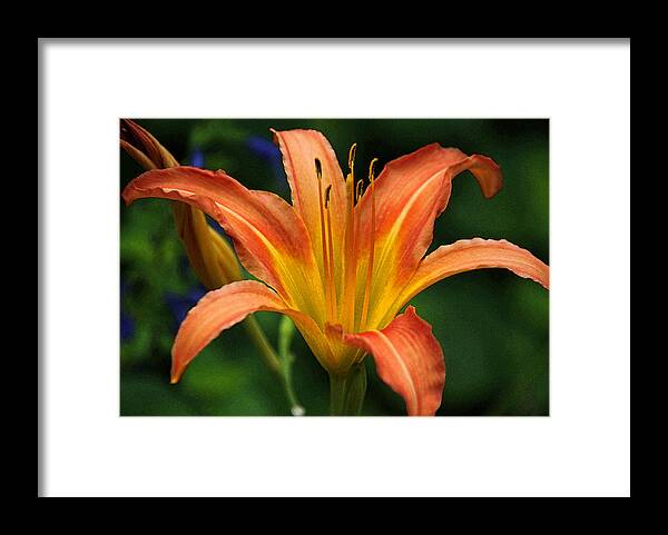 Photograph Framed Print featuring the photograph Orange and Yellow Daylily in Watercolor by Suzanne Gaff