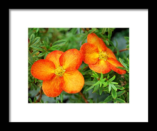 Flowers Framed Print featuring the photograph Orange and Yellow by Marilynne Bull