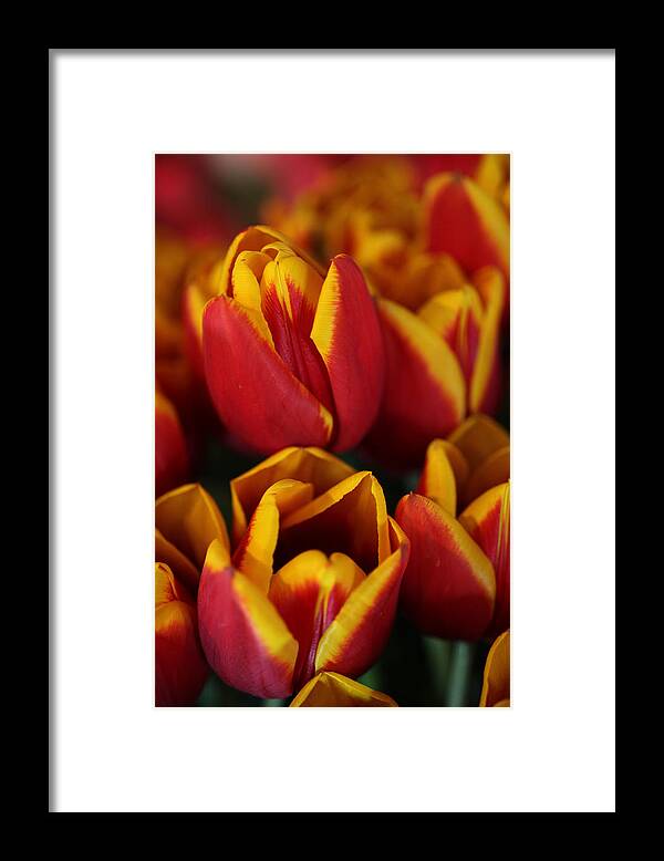 Tulips Framed Print featuring the photograph Orange and Yellow Tulips by Tammy Pool