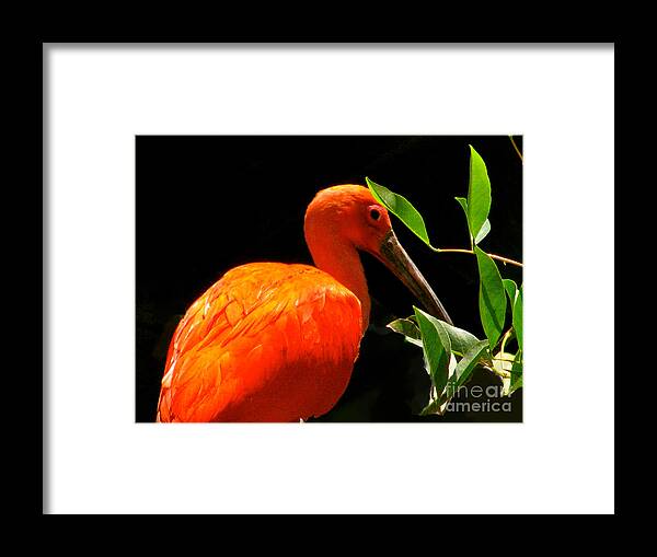Orange Beauty Bird Framed Print featuring the photograph Orange Beauty by Debra   Vatalaro