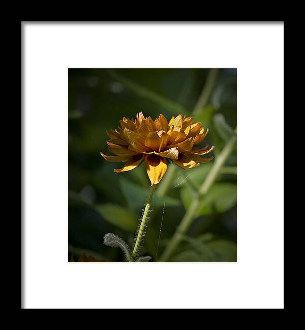 Orange Framed Print featuring the photograph Orange Blanket Flower by Teresa Mucha