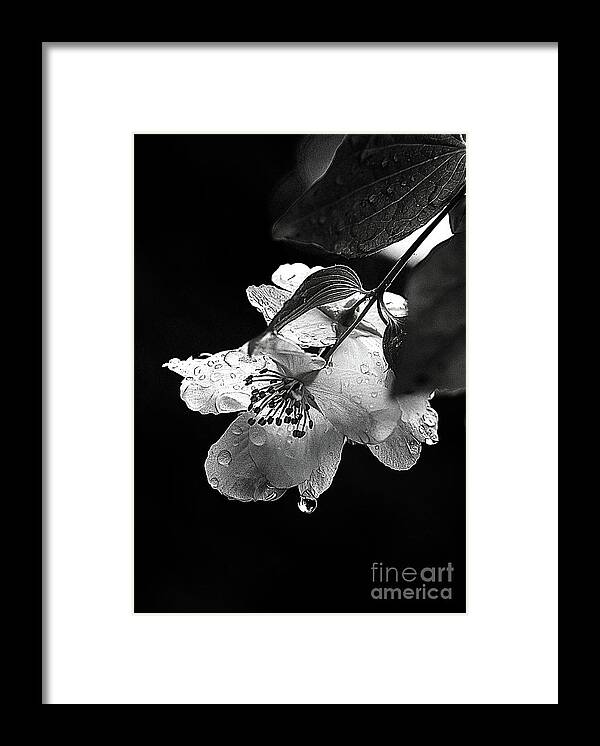 Flower Framed Print featuring the photograph Orange Blossom by Elaine Hunter