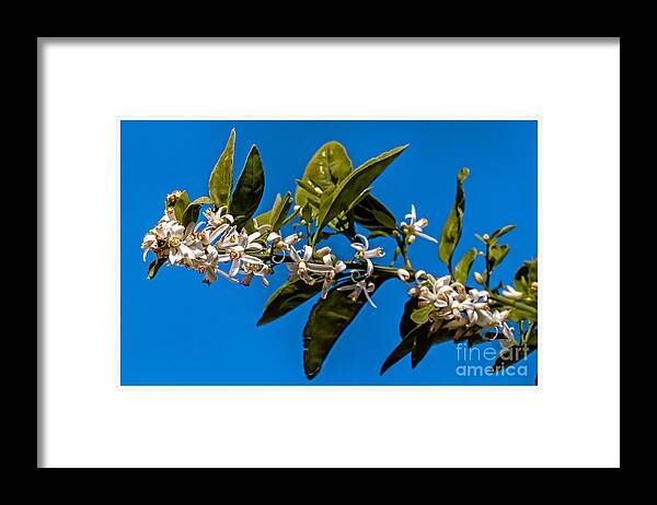 Arizona Framed Print featuring the photograph Orange Blossoms by Robert Bales