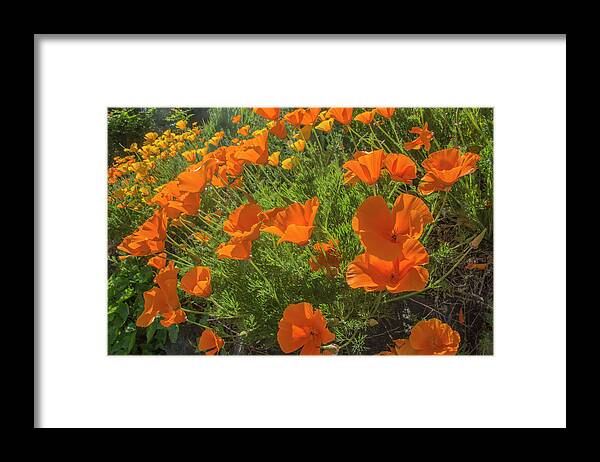 California Poppies Framed Print featuring the photograph Orange Burst by Doug Scrima