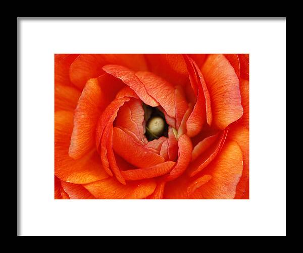 Flower Framed Print featuring the photograph Orange Buttercup Abstract by Darren Fisher
