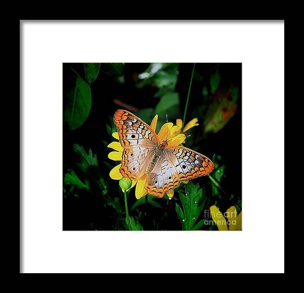 Butterfly Framed Print featuring the photograph Butterfly by Buddy Morrison